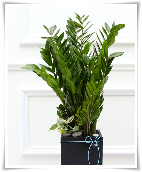 "금전수 키우기" 행운과 부를 불러오는 매력적인 식물!