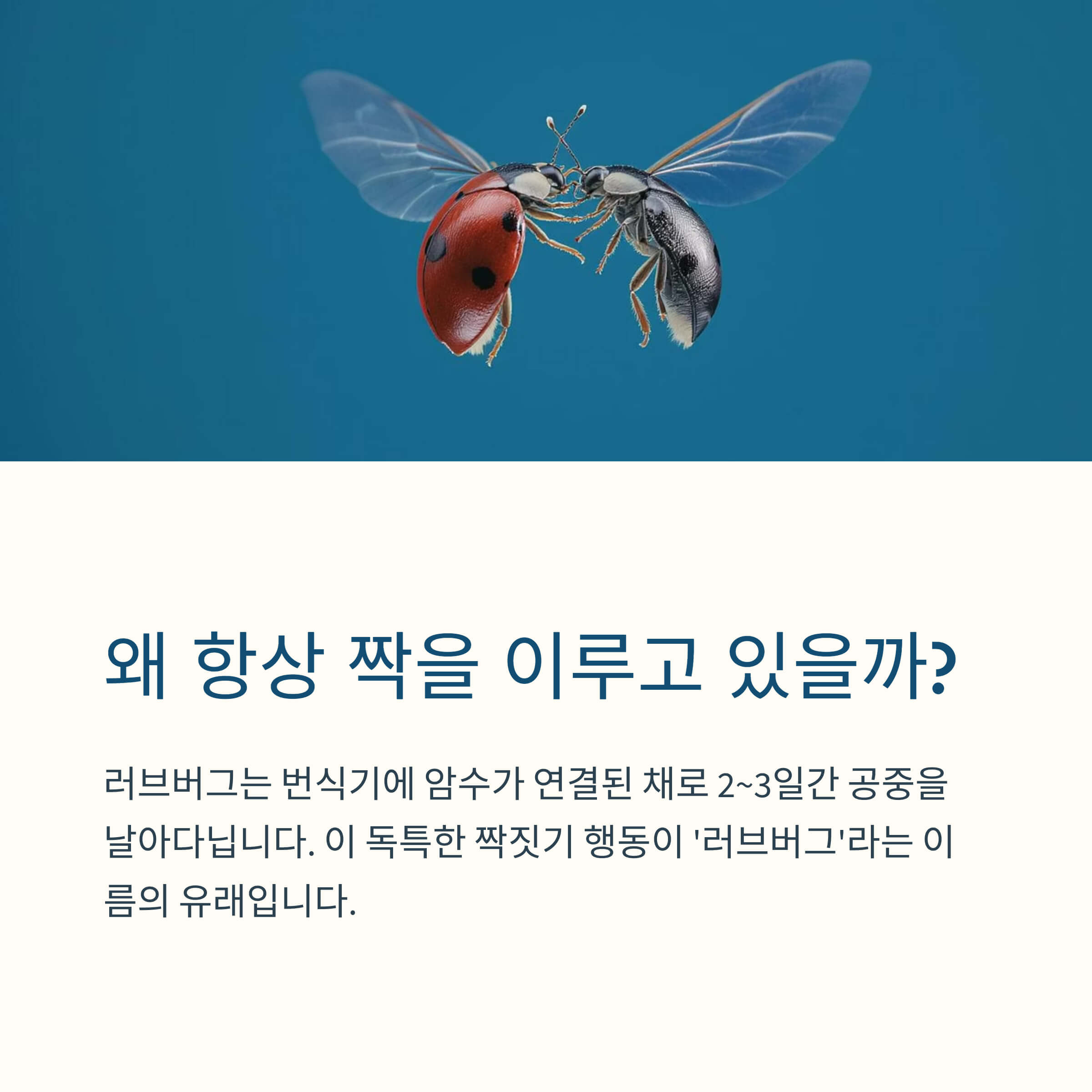 왜 항상 짝을 이룬채 다닐까
