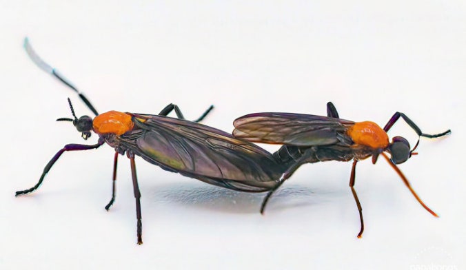 러브버그 대량 발생! 수도권 집·차 벽에 들러붙는 벌레 정체는? 관련 사진