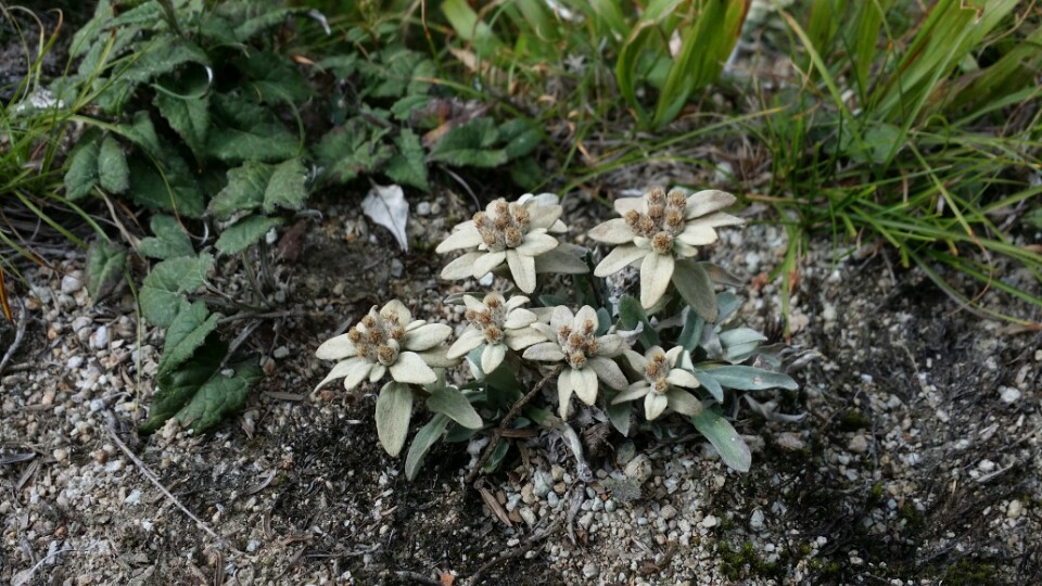 한라솜다리 사진2