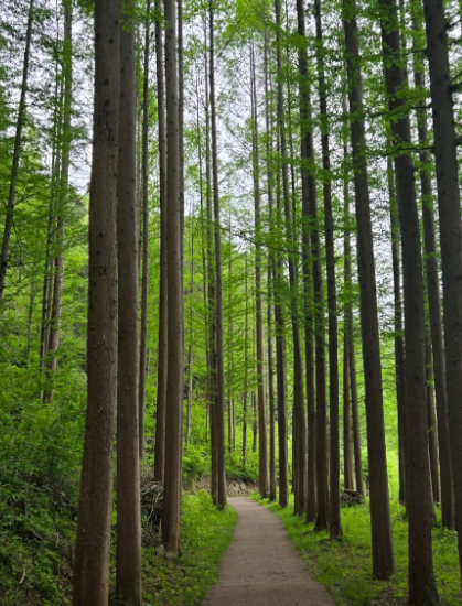 메타세쿼이아길