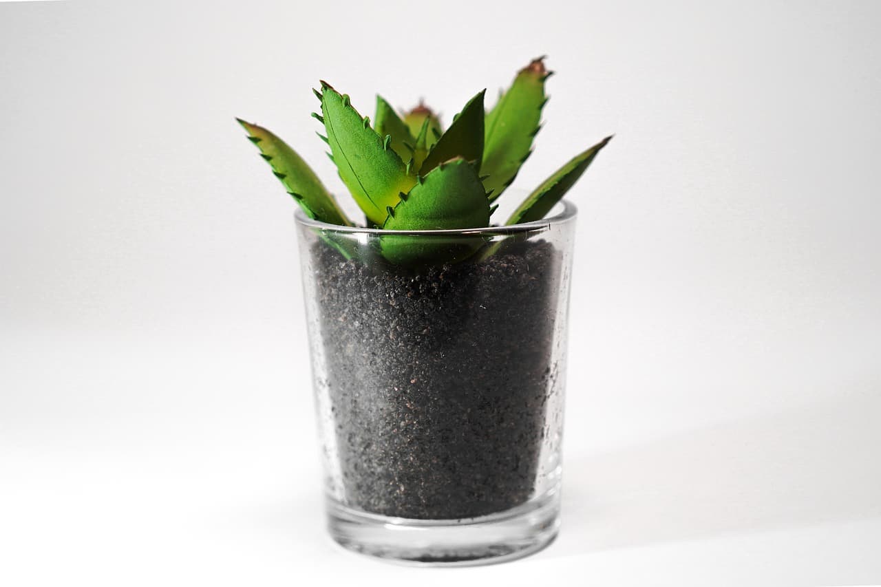 습도 조절로 식물 건강 극대화하기: 실내 가드닝의 핵심