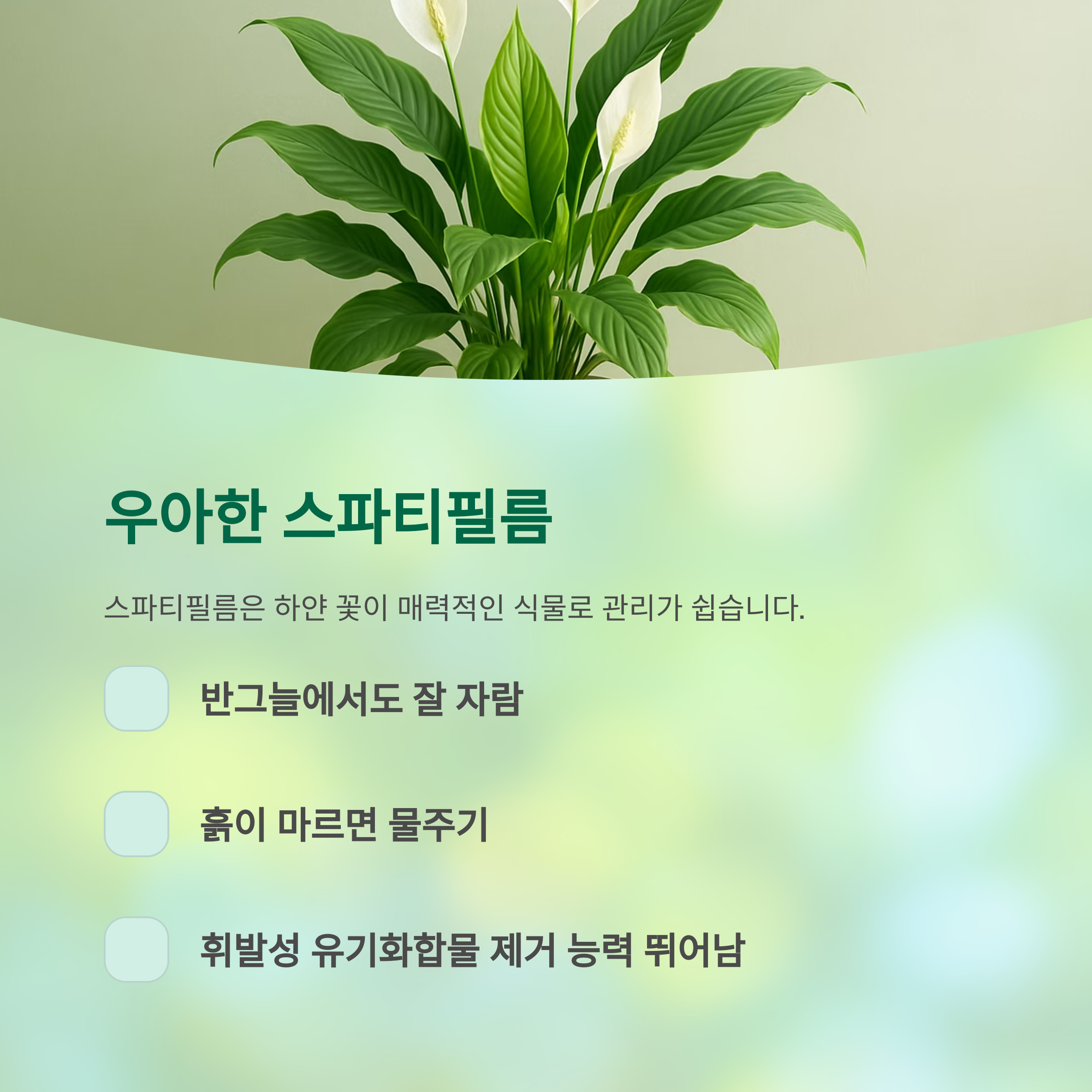 우아한 스파티필름