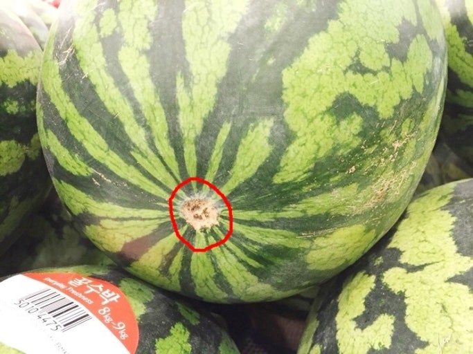 수박-배꼽체크
