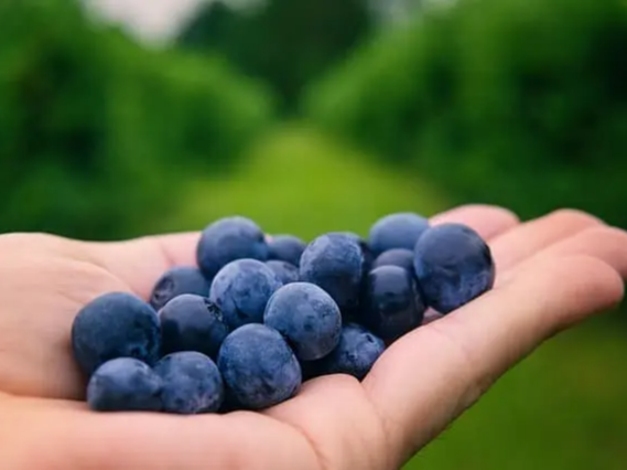 냉동 블루베리 전자레인지 해동