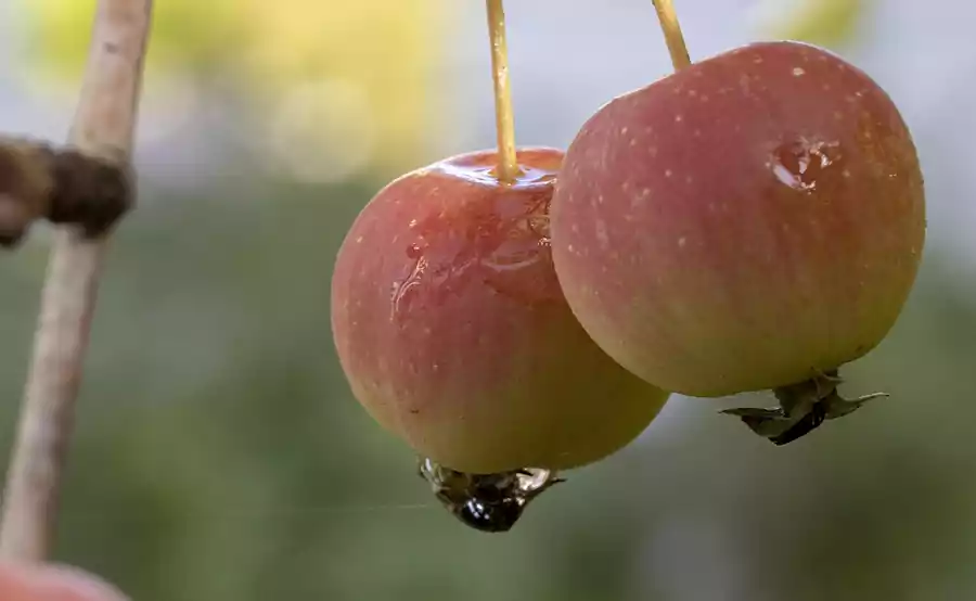 Hwasa by Seojeongju : Famous Korean Poetry Translated