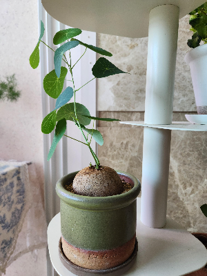 스테파니아 에렉타 키우기 물주기