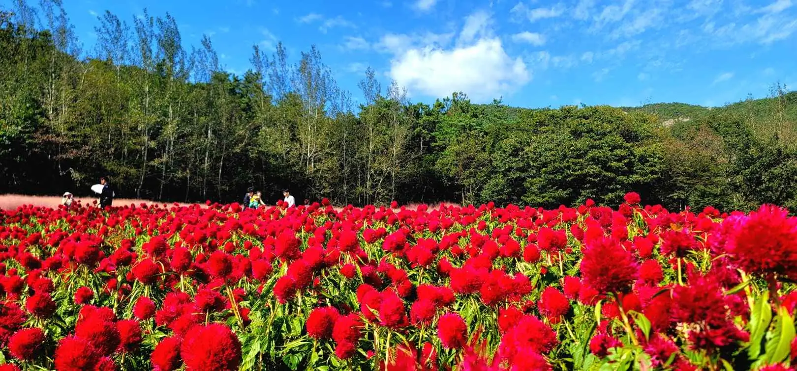 고창 핑크뮬리 축제