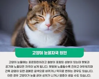 고양이가 눈물 흘리는 이유 눈물관리 가이드_4