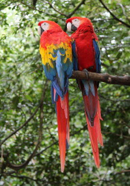 아열대 기후의 앵무새 돌봄법