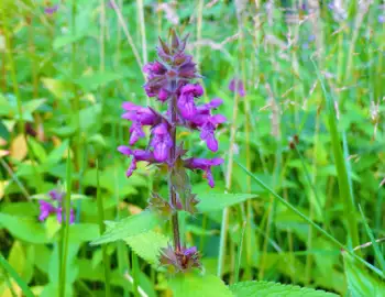 초석잠 효능과 영양성분, 주의점