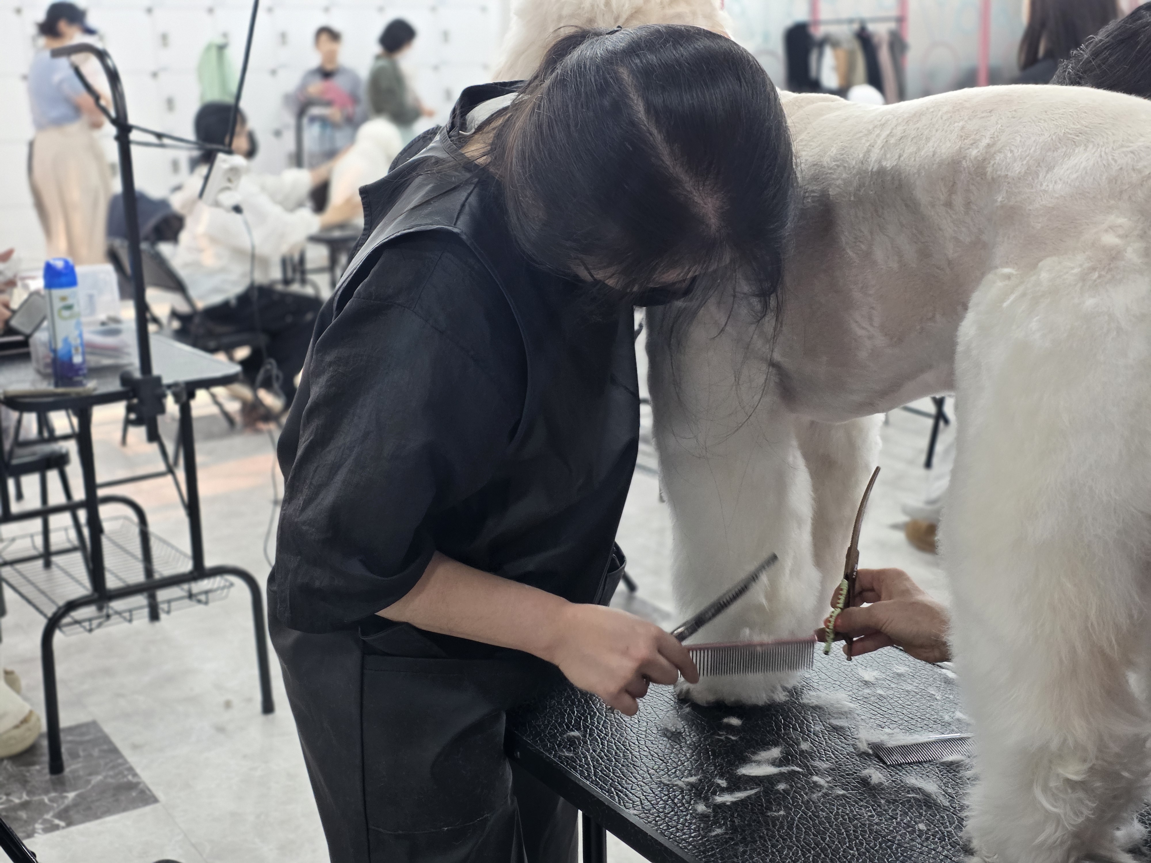 안산애견미용학원 비용