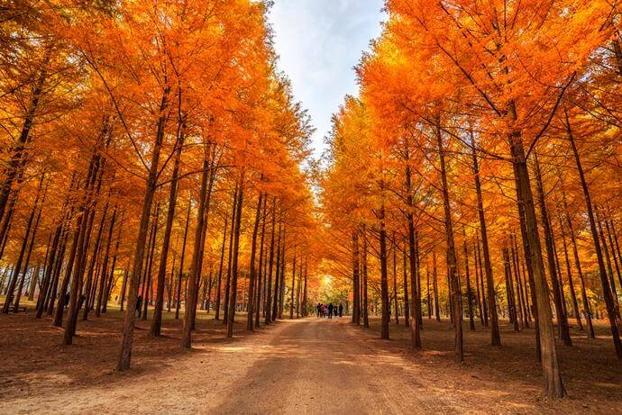 오대산 가을단풍