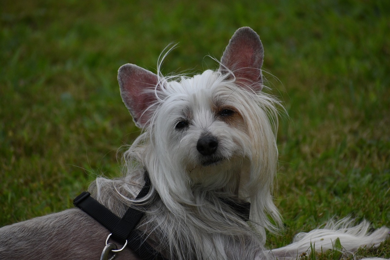 차이니즈 크레스티드(Chinese Crested)