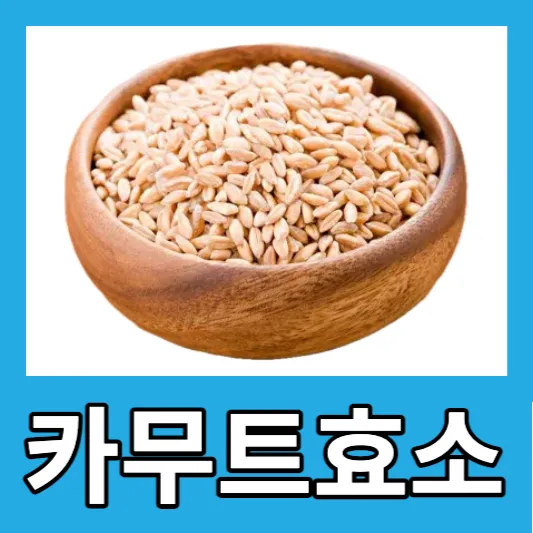 카무트효소 효능 먹는법 추천 골드 카무트효소 분말 가격