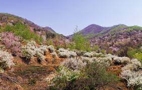 2024 금산 보곡산골 산벚꽃축제 기본정보와 프로그램 소개