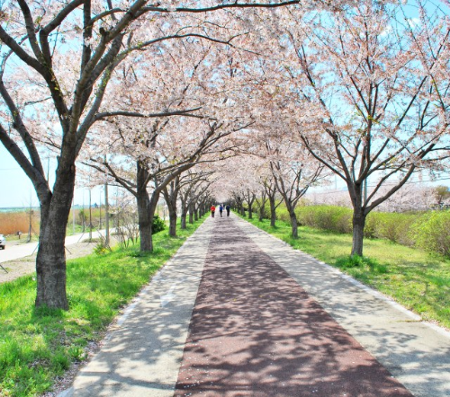 벚꽃길