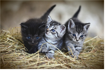 새끼고양이 세마리