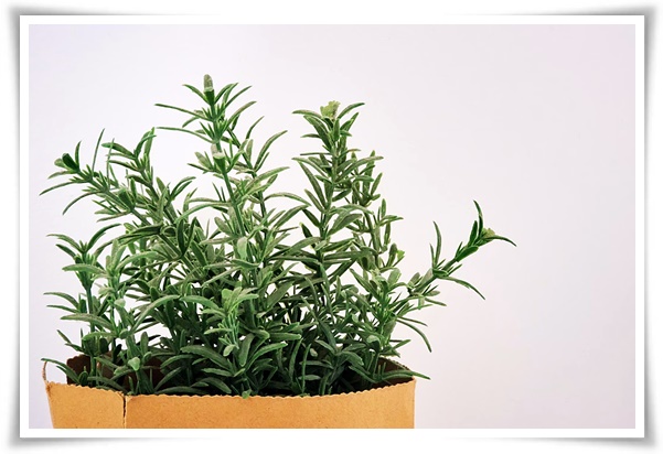 화초 "로즈마리" 집 안 공기를 정화하는 향기로운 반려식물!