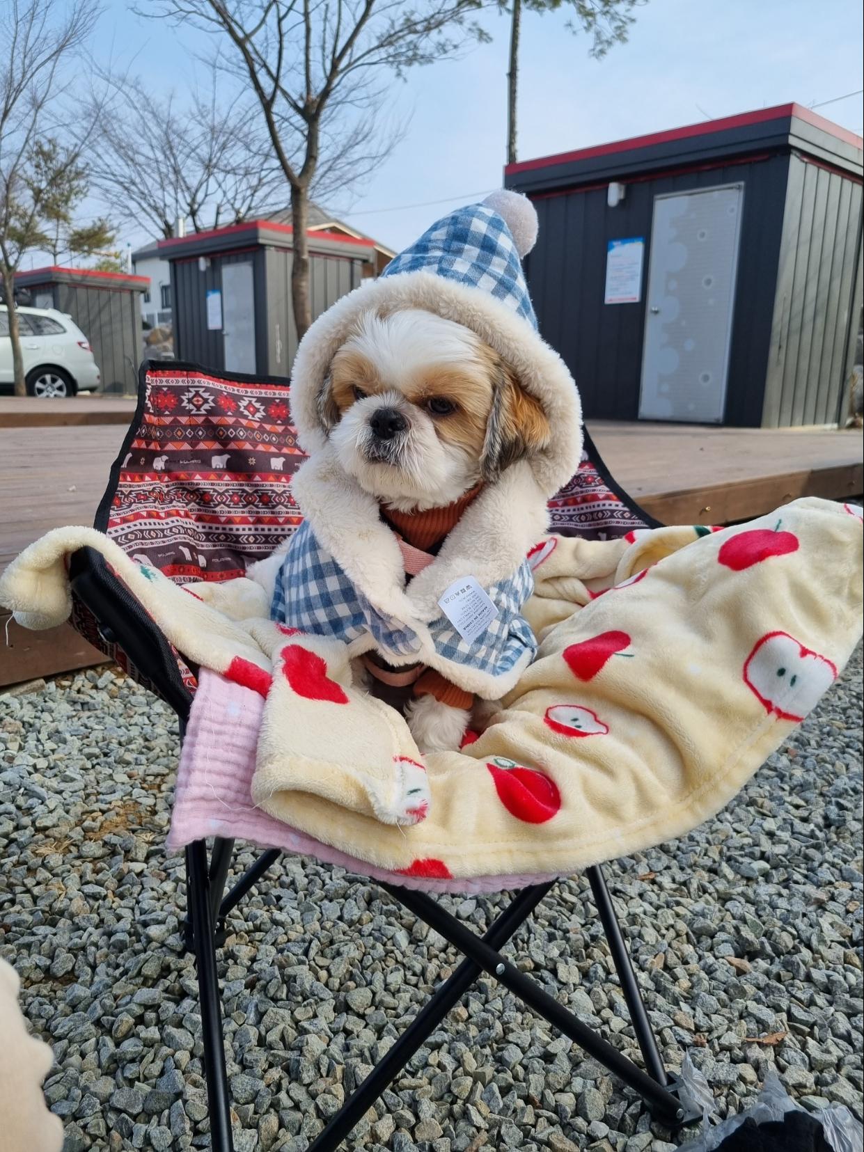 강아지 연관 사진