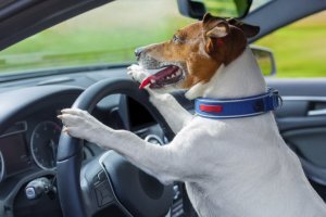 운전면허 적성검사 갱신