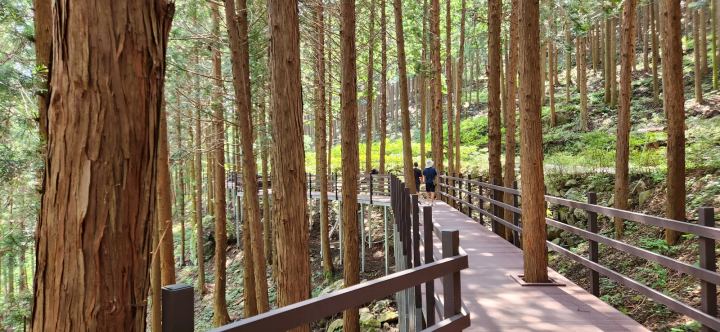 무등산 편백자연휴양림(화순) 편백숲 잘 조성된 데크길을 걷는 두사람