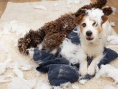 강아지 분리불안 예방, 혼자 놀기 훈련법은?