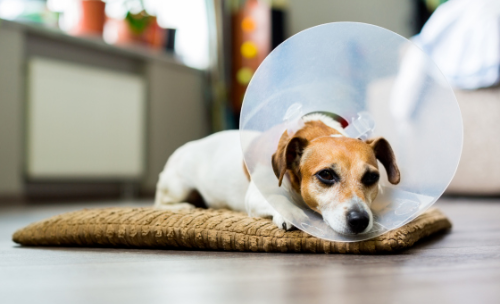 강아지 중성화수술