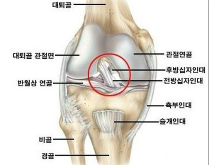 무릎 주변 인대