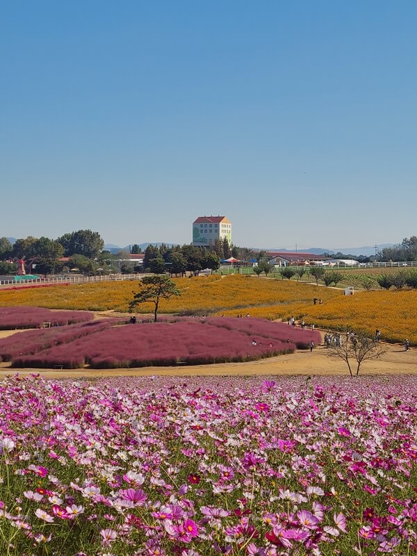 코스모스-핑크뮬리밭