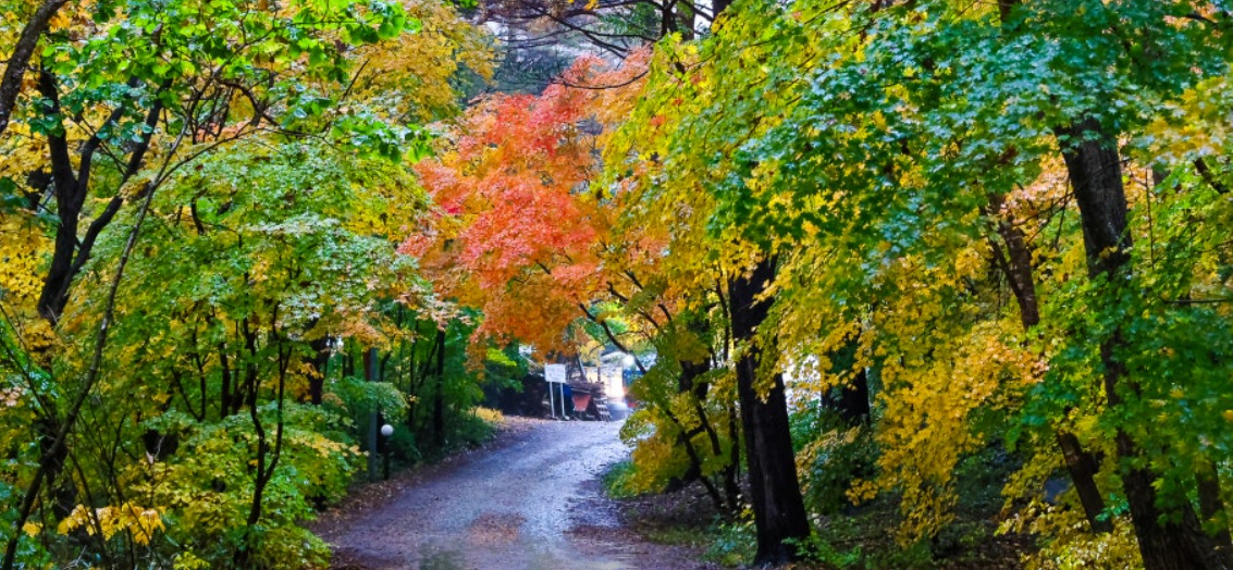 홍천 은행나무숲