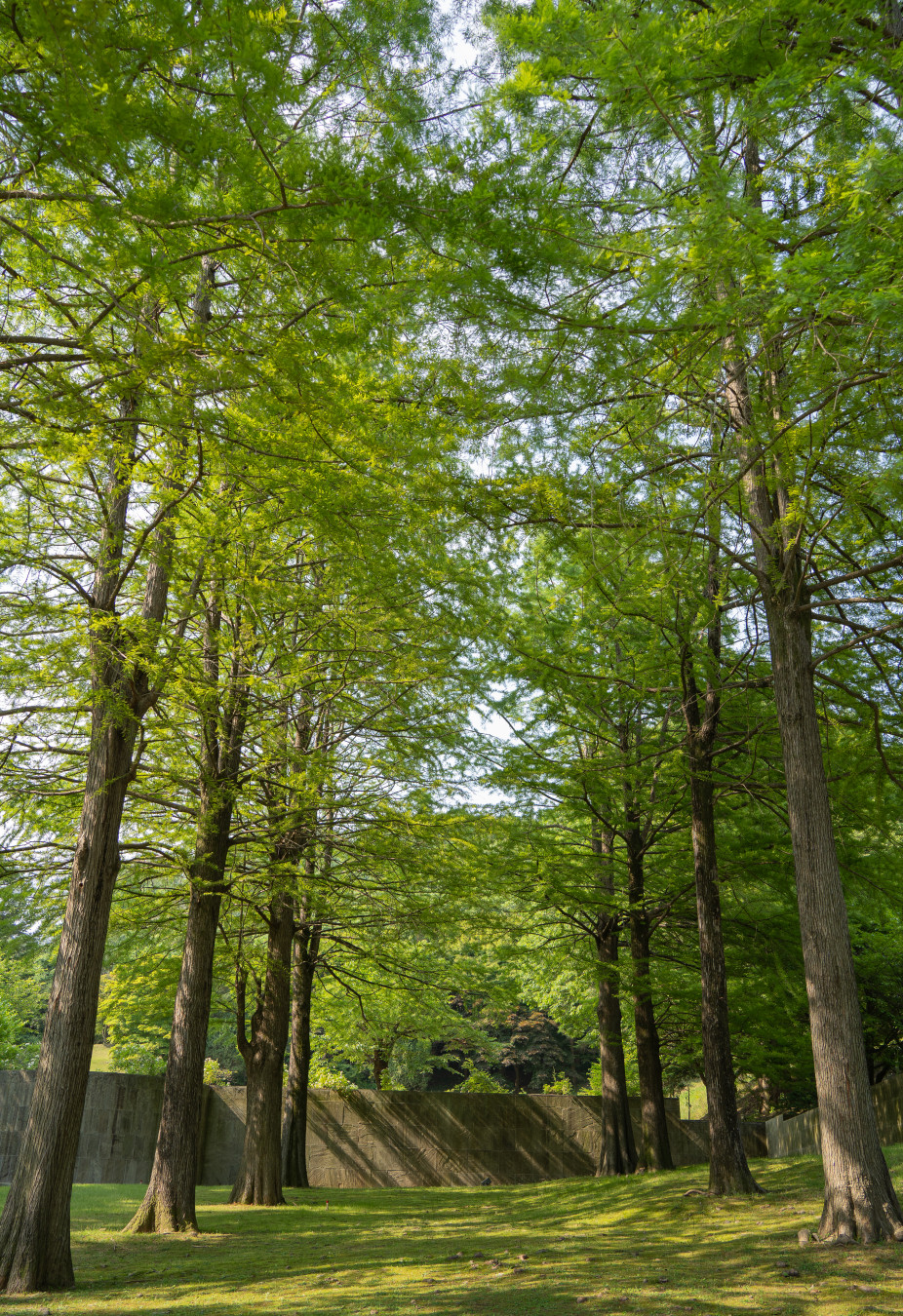 호암 미술관 오솔길