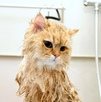 고양이 각질 원인 8가지 증상 및 치료 관리법 (ft. 비듬)