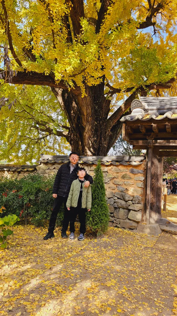 밀양 금시당 은행나무