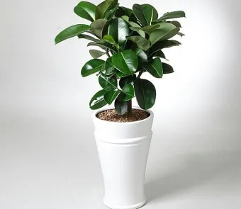 실내 공기정화식물 추천 10가지_8