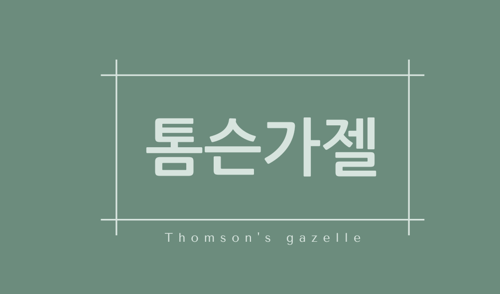 톰슨가젤(Thomson's gazelle)