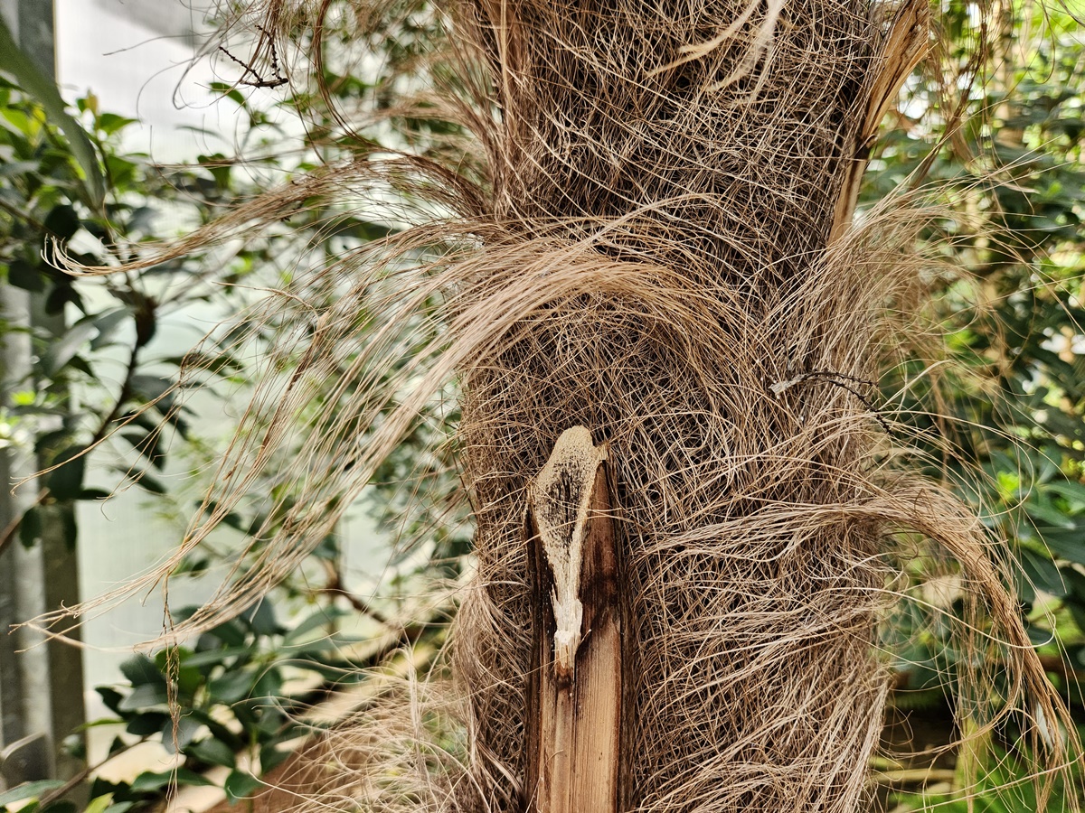 당종려