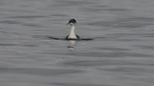 후닌 논병아리는 다른 논병아리와 무엇이 다를까?