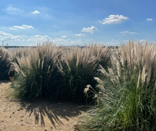 가을에 꼭 가야 하는 억새 명소