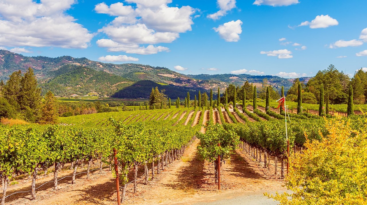 미국에서의 샤르도네 재배