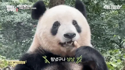 샹샹 일본어 반응