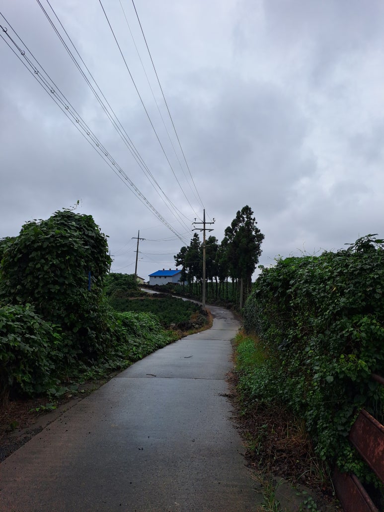 습도 높은 제주도 여름 장마