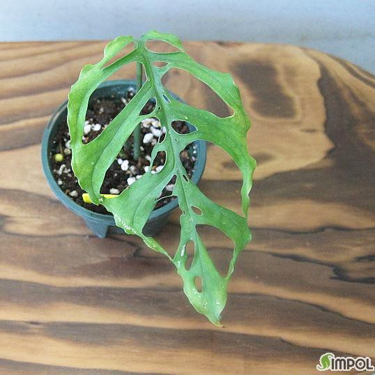 몬스테라 키우기 물주기