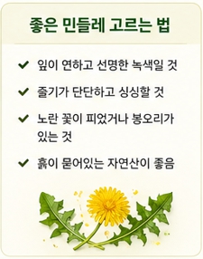 민들레 된장국이미지