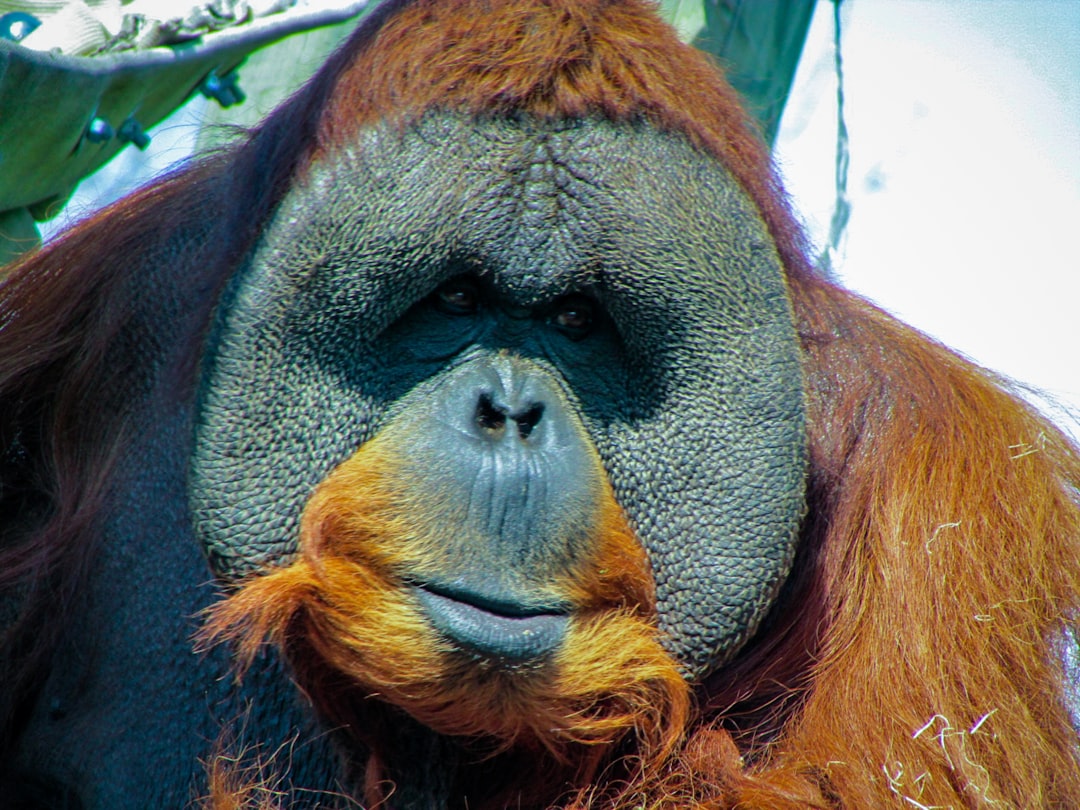 Monkey