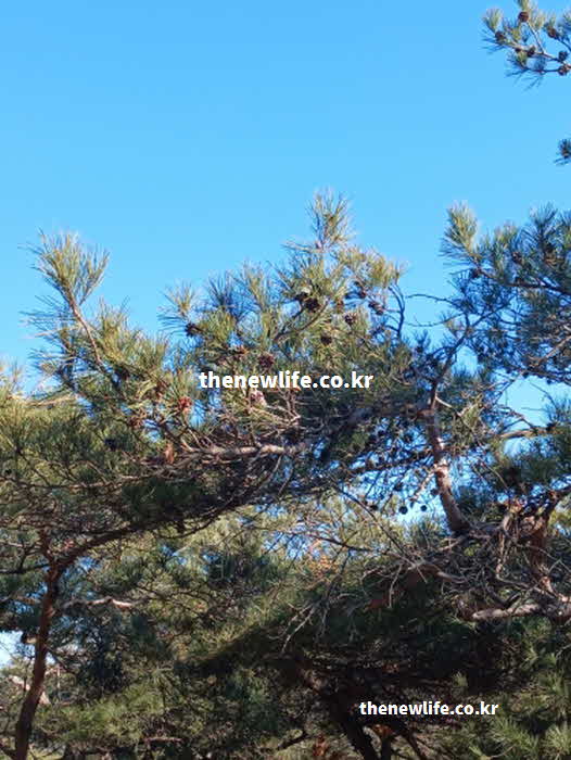 솔잎 효능 혈관 건강 타닌 테르펜