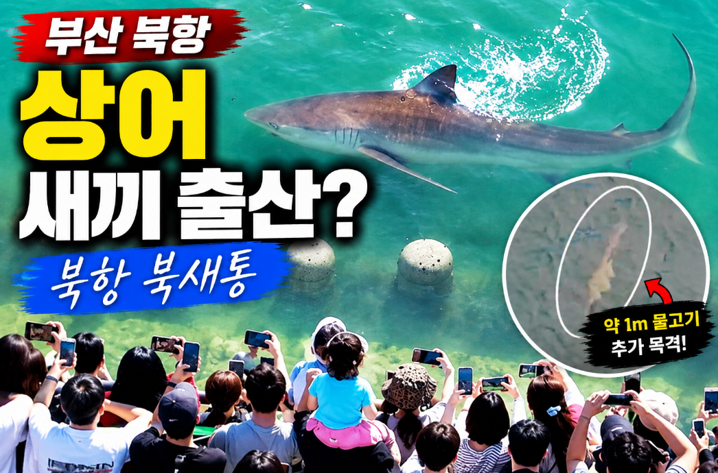 부산 상어 새끼 출산? 북항 북새통 현재 상황