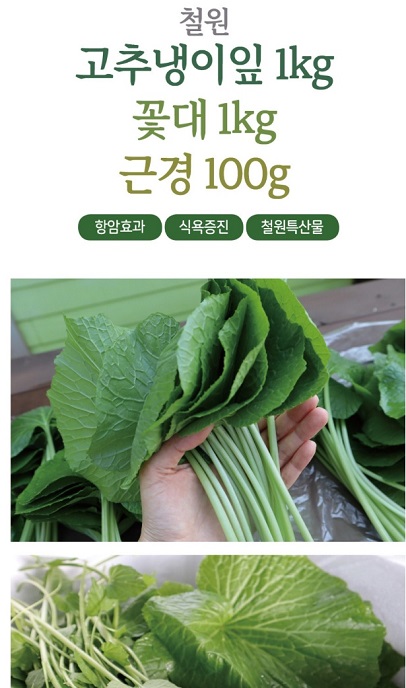 6시내고향-철원-고추냉이-정가농원-고추냉이잎