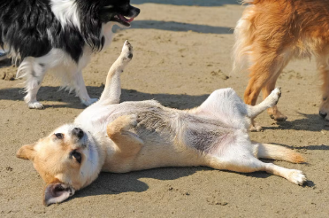 개가 주인에게 야단맞은 후에 몸을 비비는 이유.