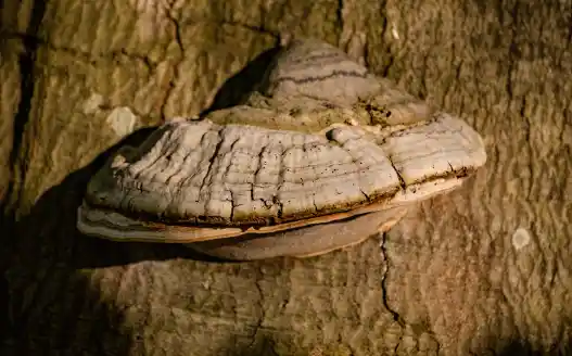 차가버섯 효능 및 부작용 섭취시 주의점
